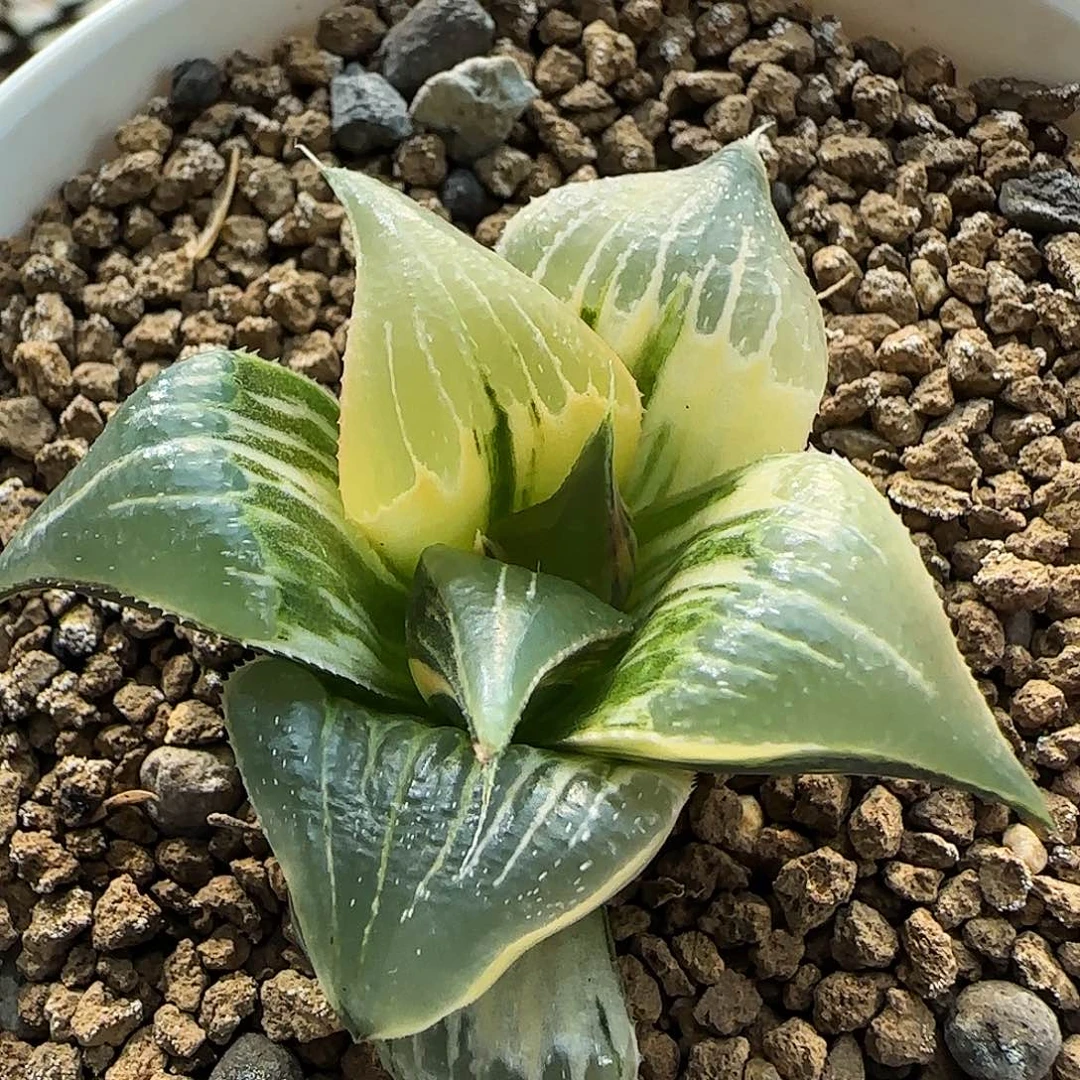 346号Pinky锦5左右一物一拍带盆