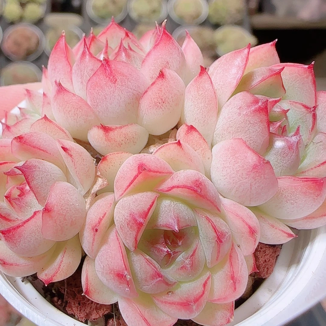 花语逸镜1120-253散