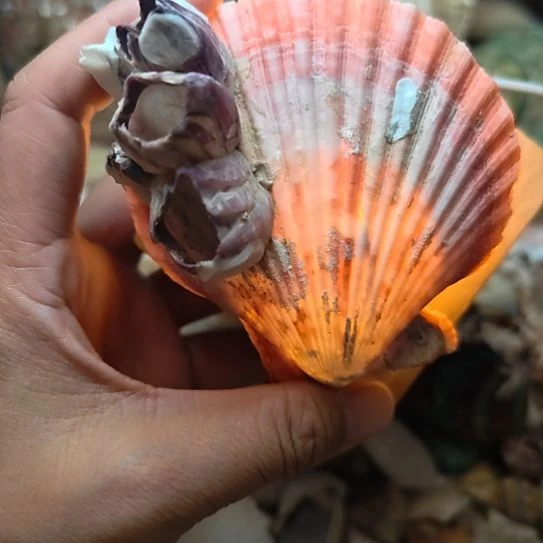 石材天然海螺贝壳