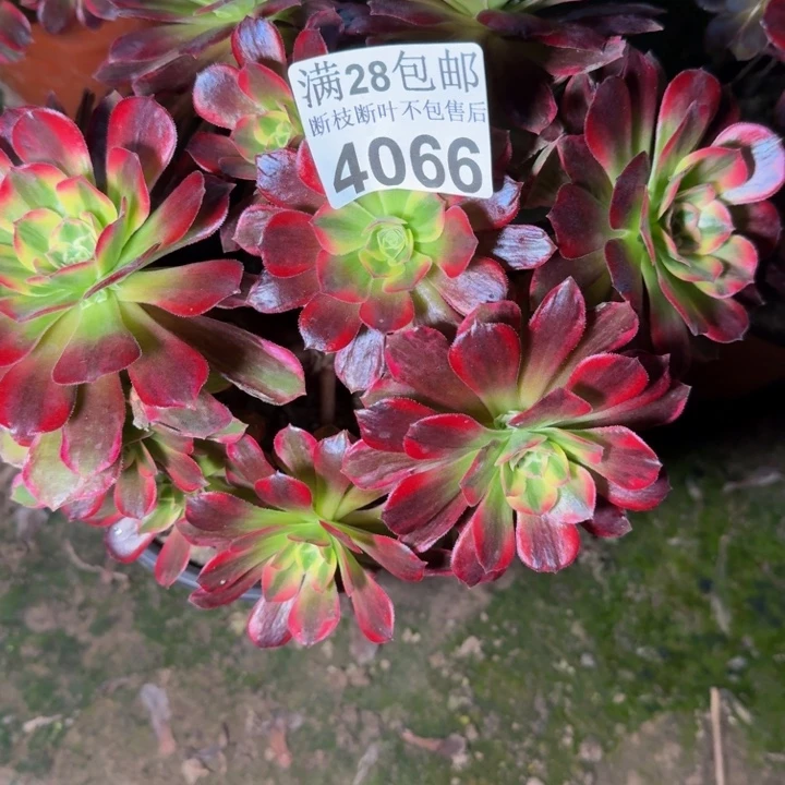 4066安娜不包断枝