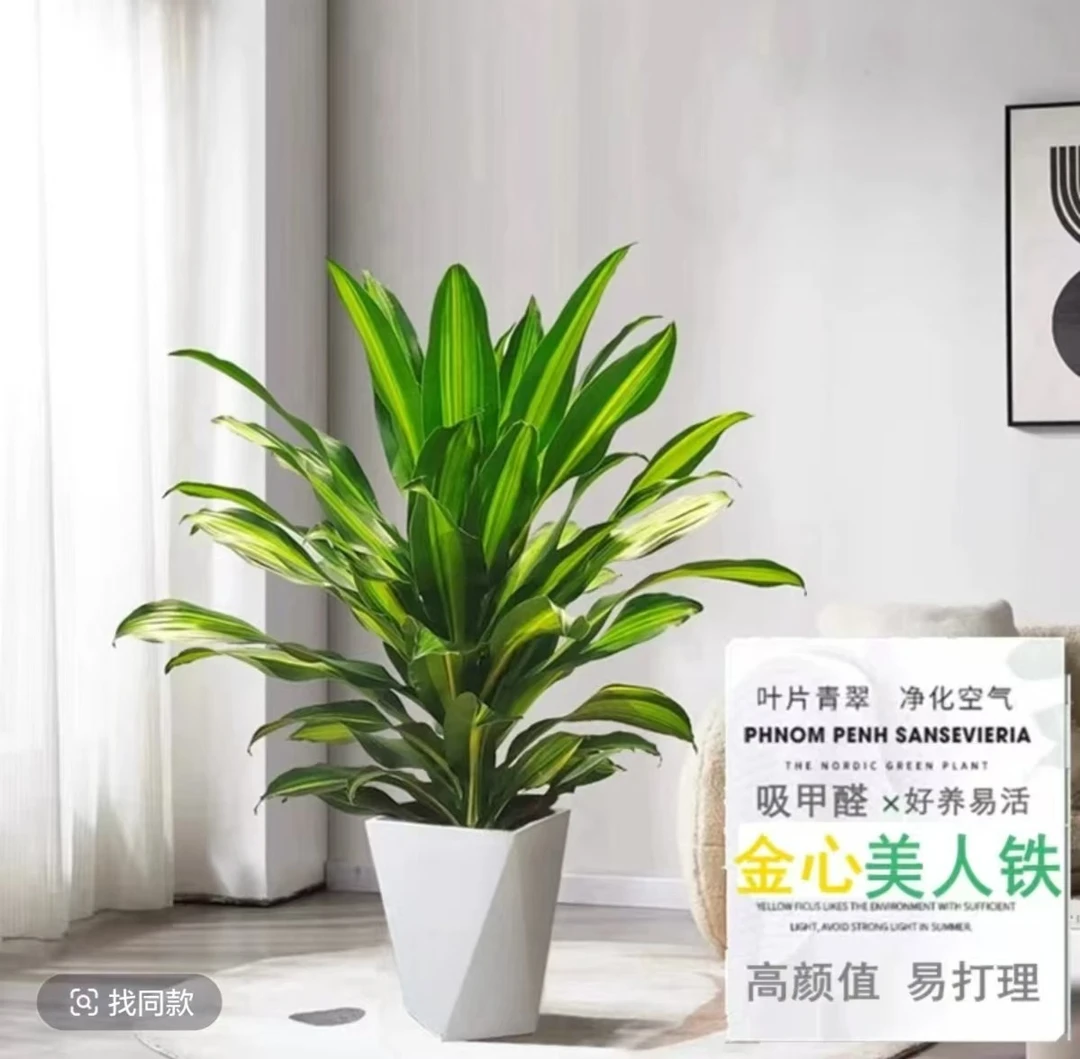 60-70cm金心美人荷花铁巴西铁室内小清新花卉绿植盆栽盆栽四季常