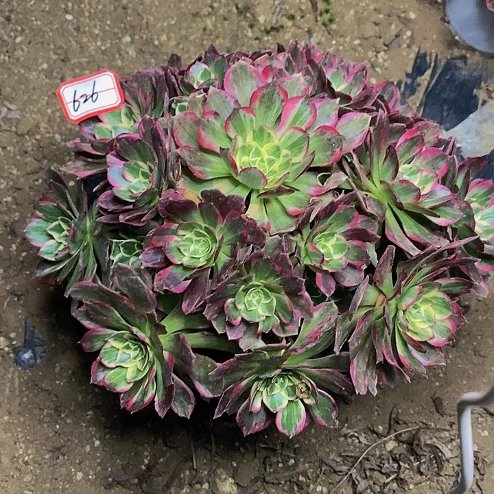 海王老桩捧花626号