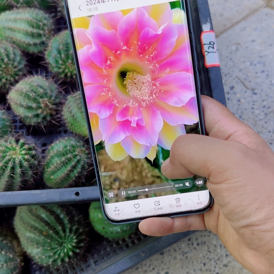 下99彩草绝色佳人歪无根侧芽4公分左右20包邮