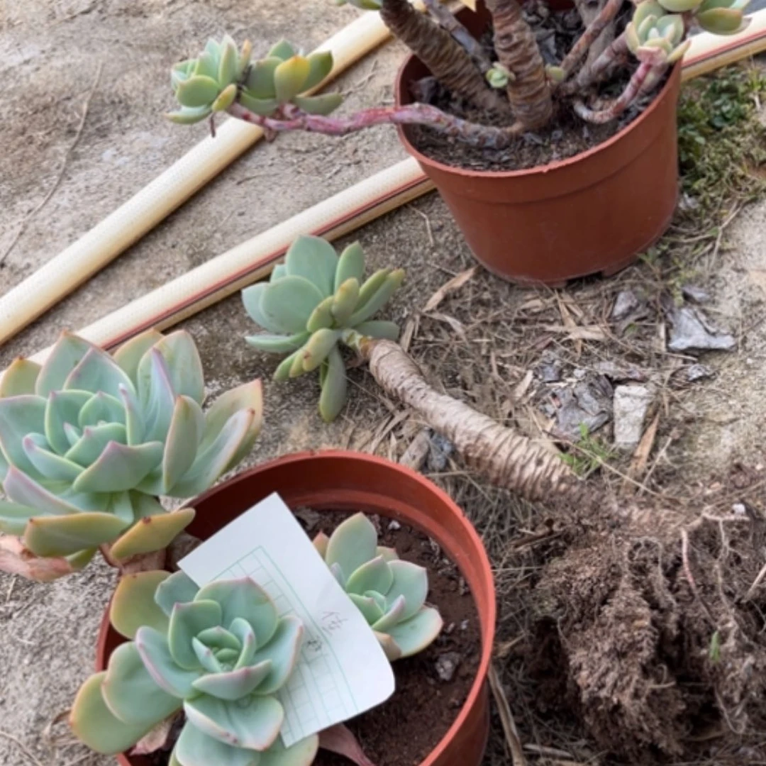 【闪购商品】佳白凤