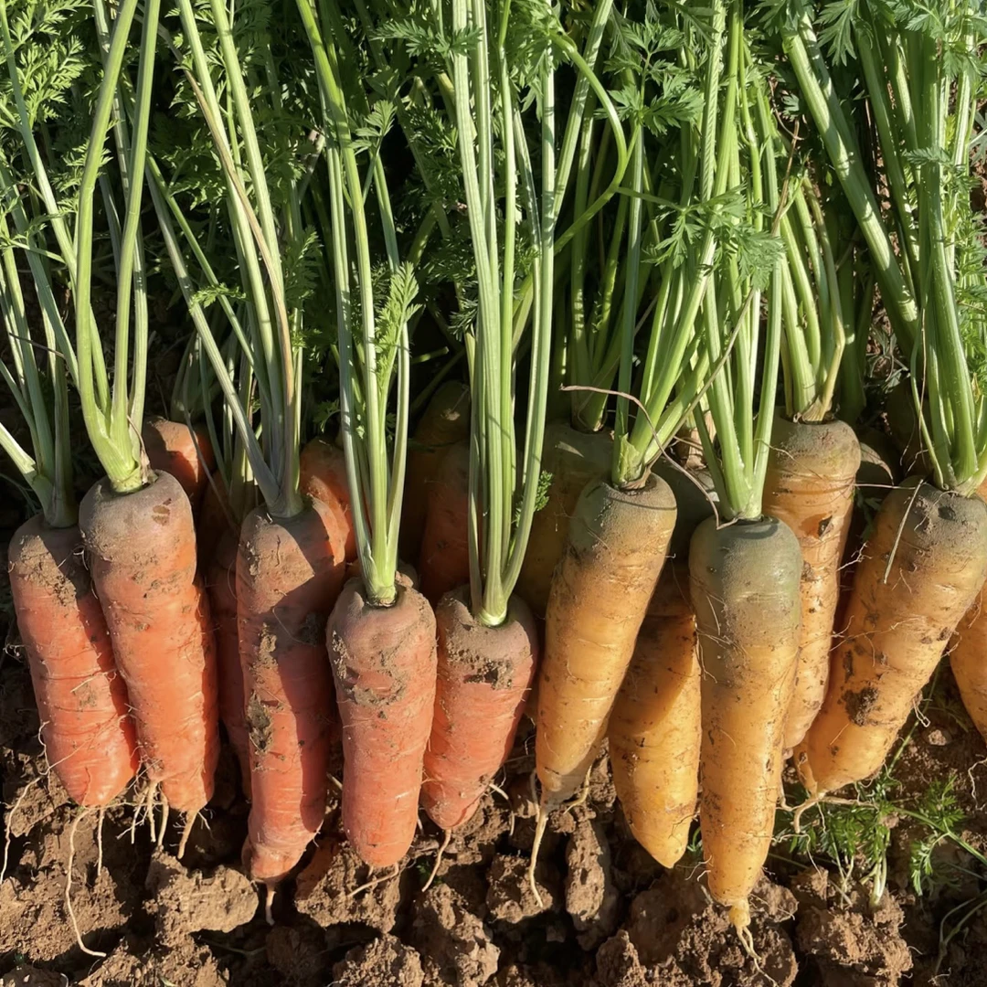 湖北露天手指胡萝卜彩色胡萝卜老品种农家种植现挖现发