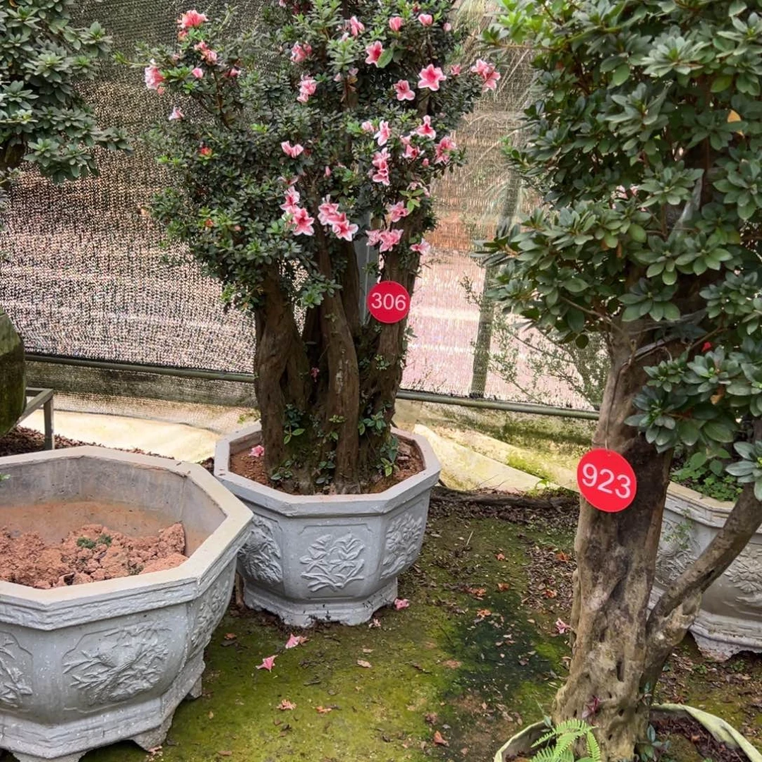 完全开放木本植物 杜鹃花