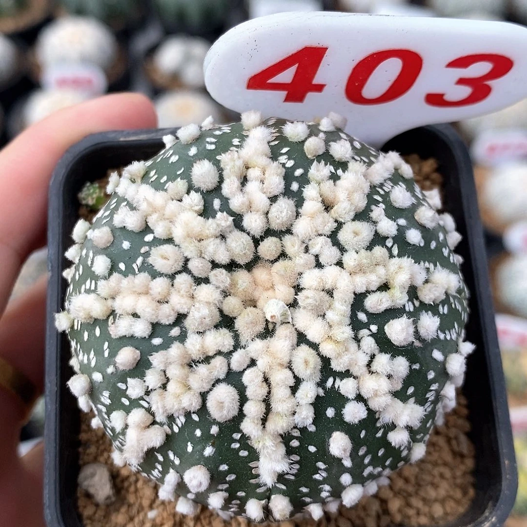 403花园兜系列产品