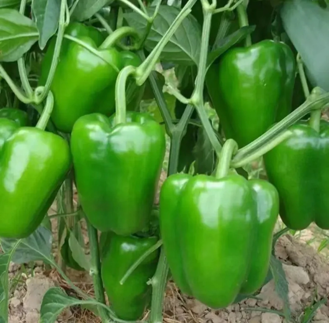 【全店满8包包邮】特大甜椒种子