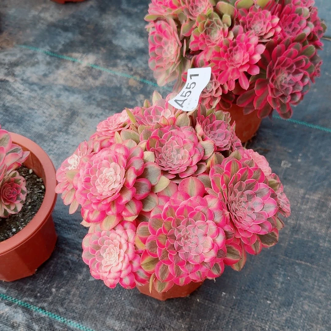 时****花粉铜多肉法师551