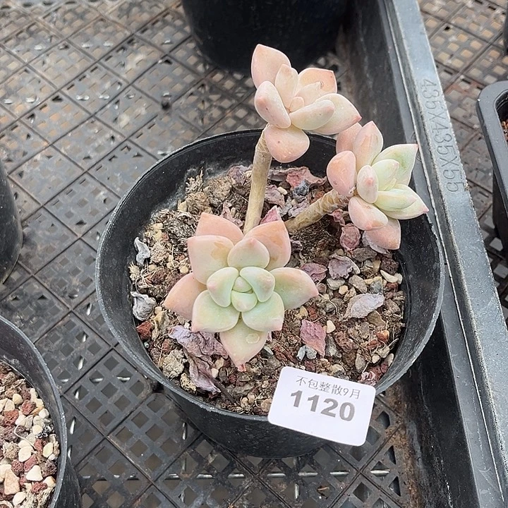 阿雅园艺。       1120龙蛋