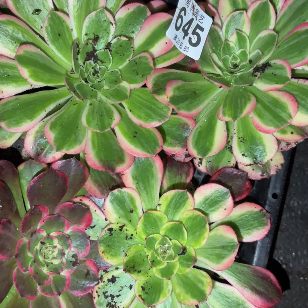 郭***芬小套餐4个脱土发645