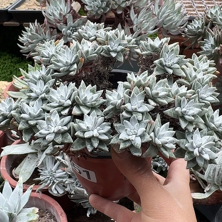 .****多肉植物一物一拍