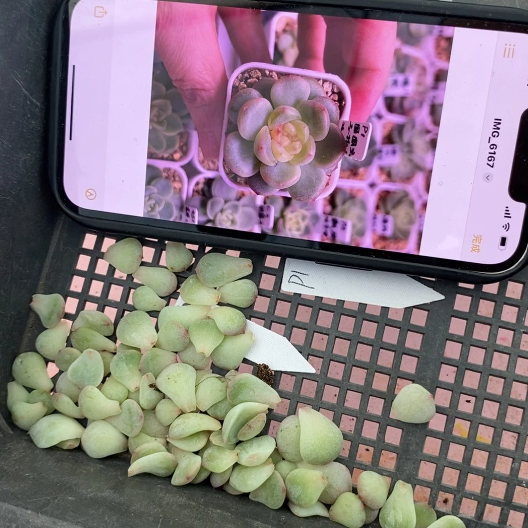 纯叶片甜心圆圆拍1叶片一个