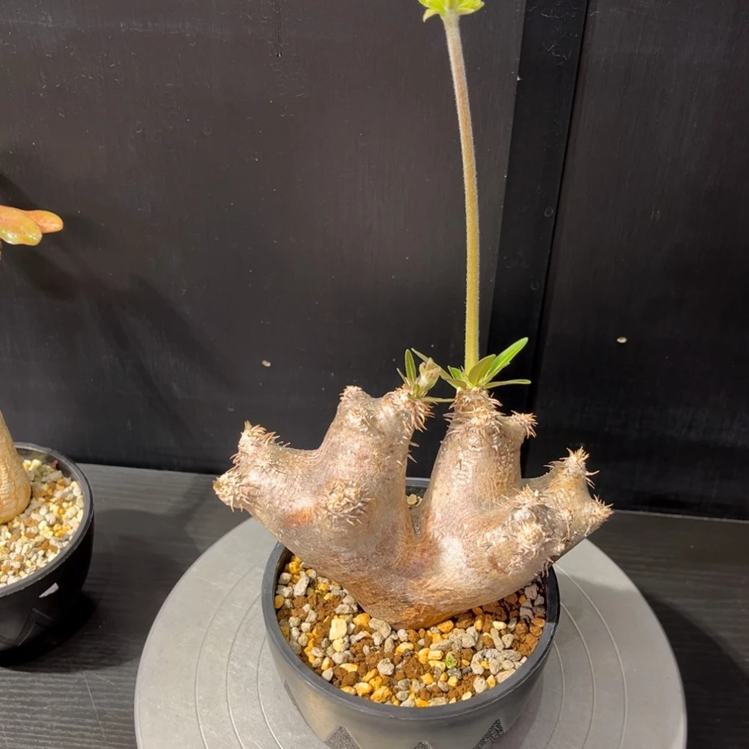 伊洛棒棰老家养定