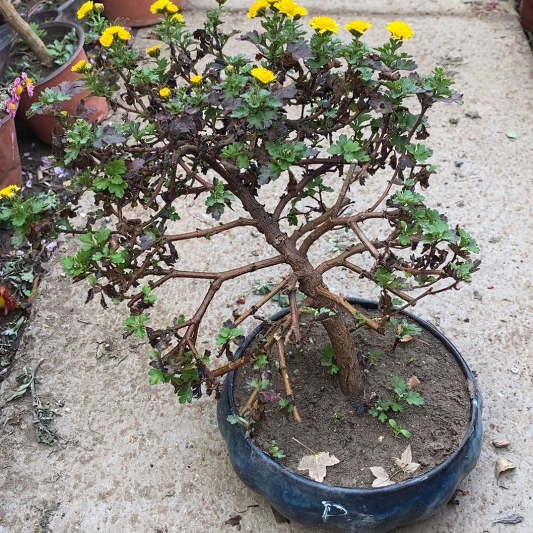 方***光无花朵盆景盆景盆景