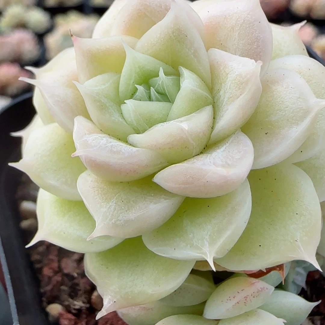 花语逸境0206-12散