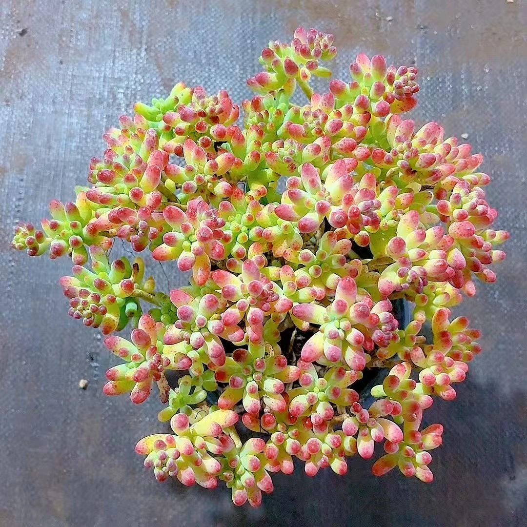 【果冻乙女心 】【满9.9包邮】星花怒放阳台露台办公多肉植物栽种养护