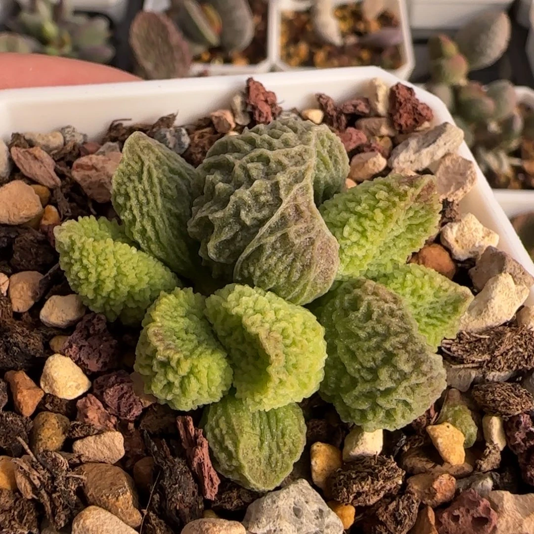 冥想盆水泡多肉植物