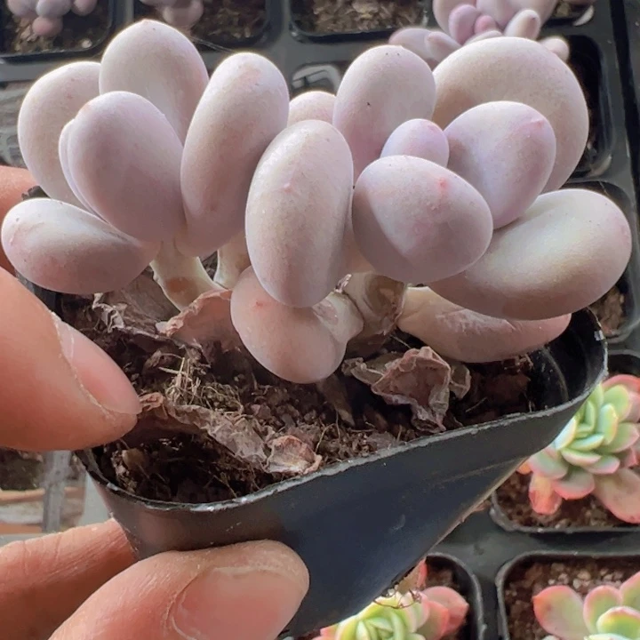 奶酪精品多肉植物