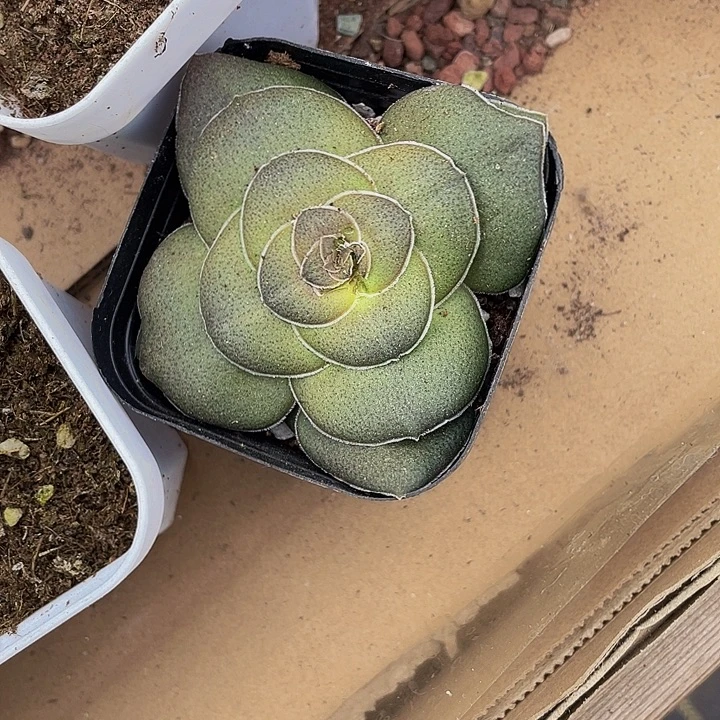 巴3.8带盆土发货一个