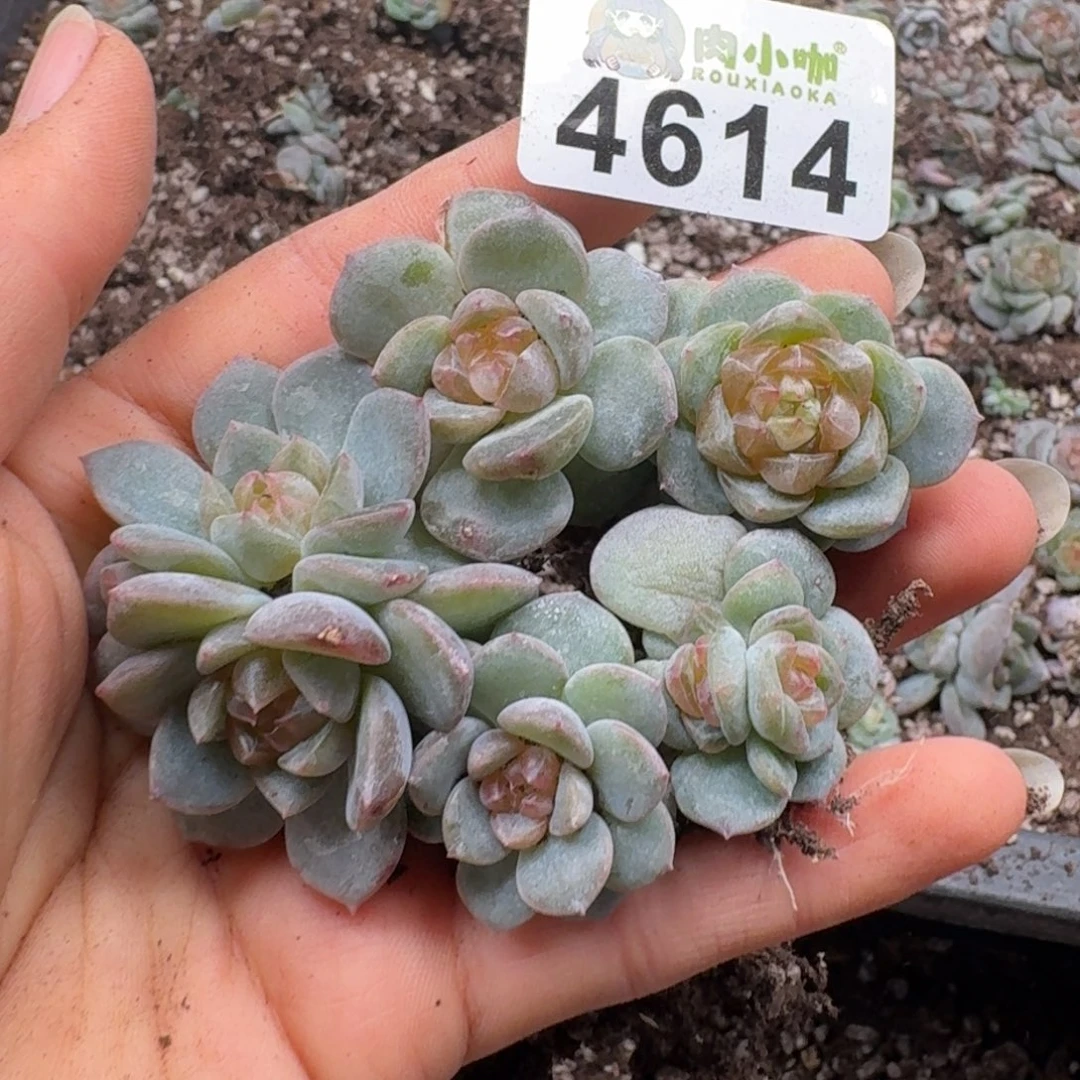 多肉植物多肉植物