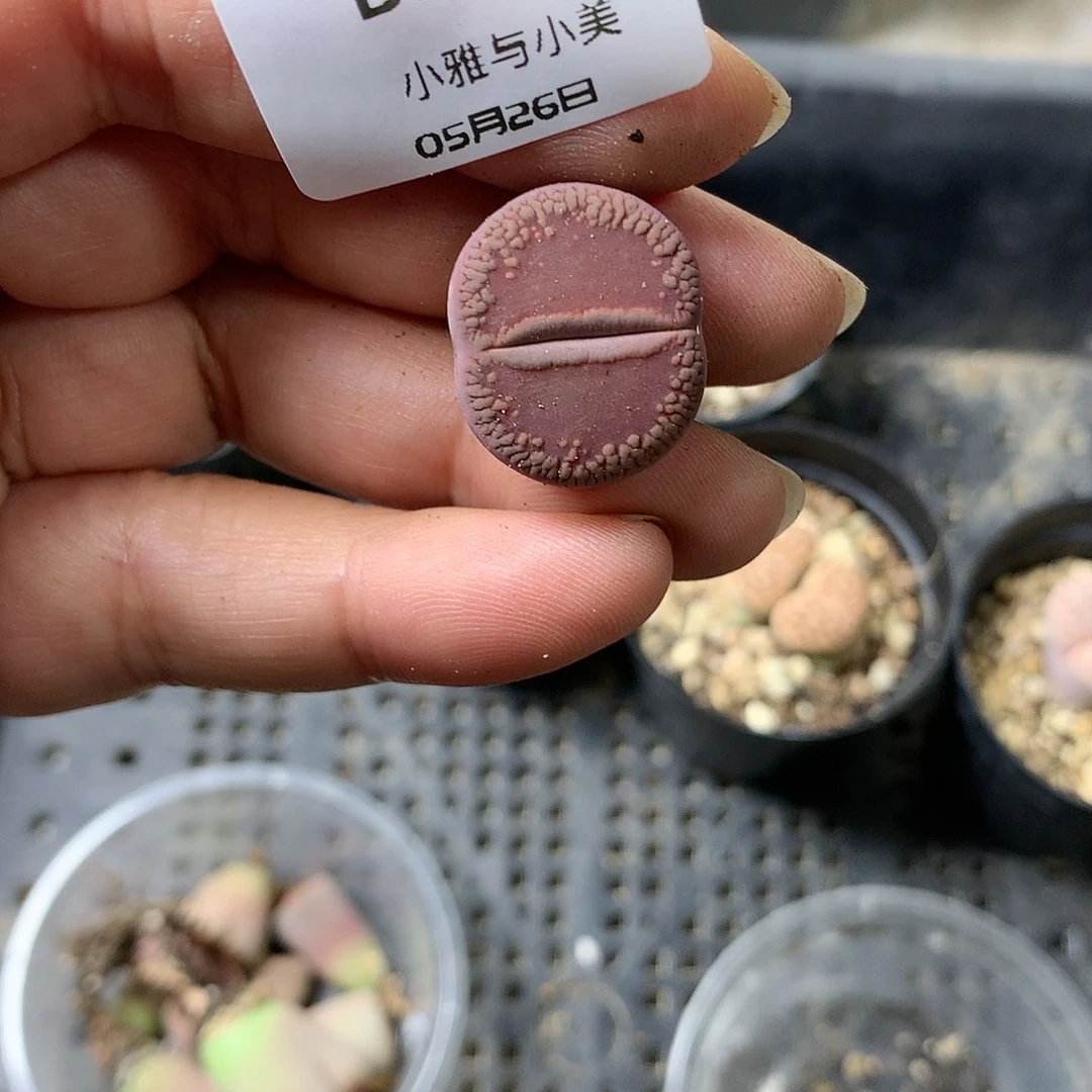蒙*月B783多肉植物保护研究所