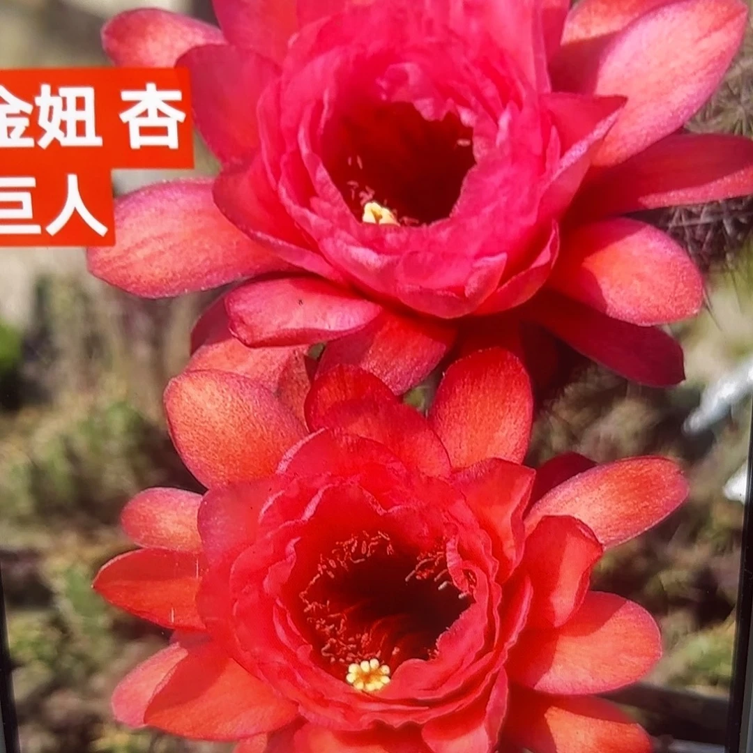 杏巨人金妞侧牙20包邮仙人球11