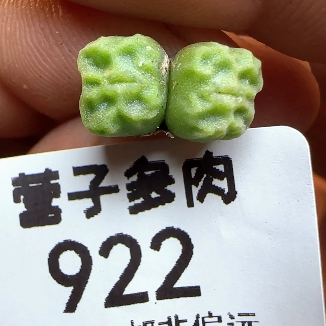 方烧双头1410.657。