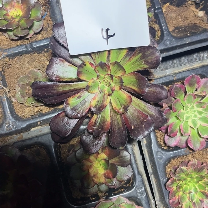 天***天多肉植物保护专业4