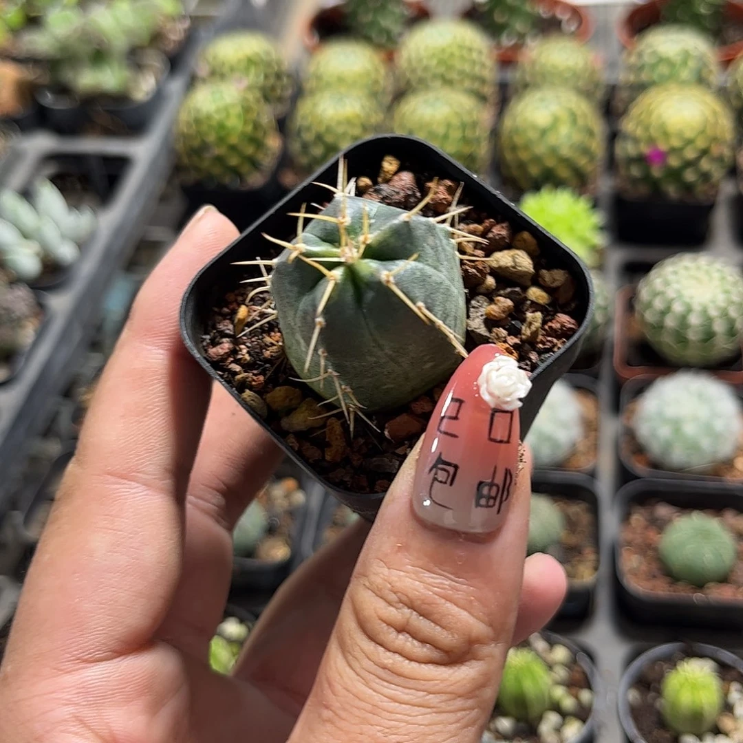宇宙锦单头发货有根