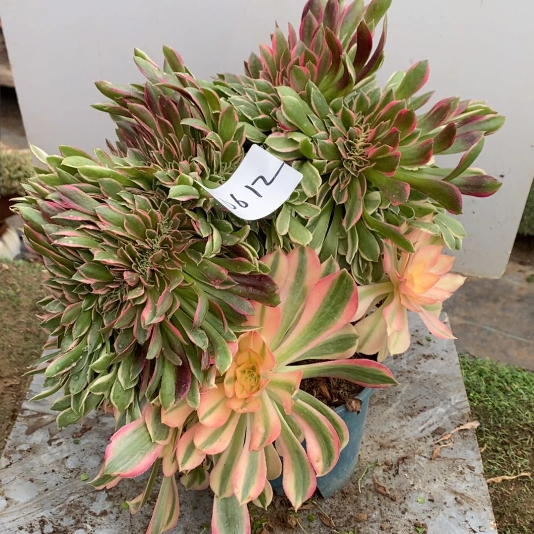 0612号女神缀化1颗