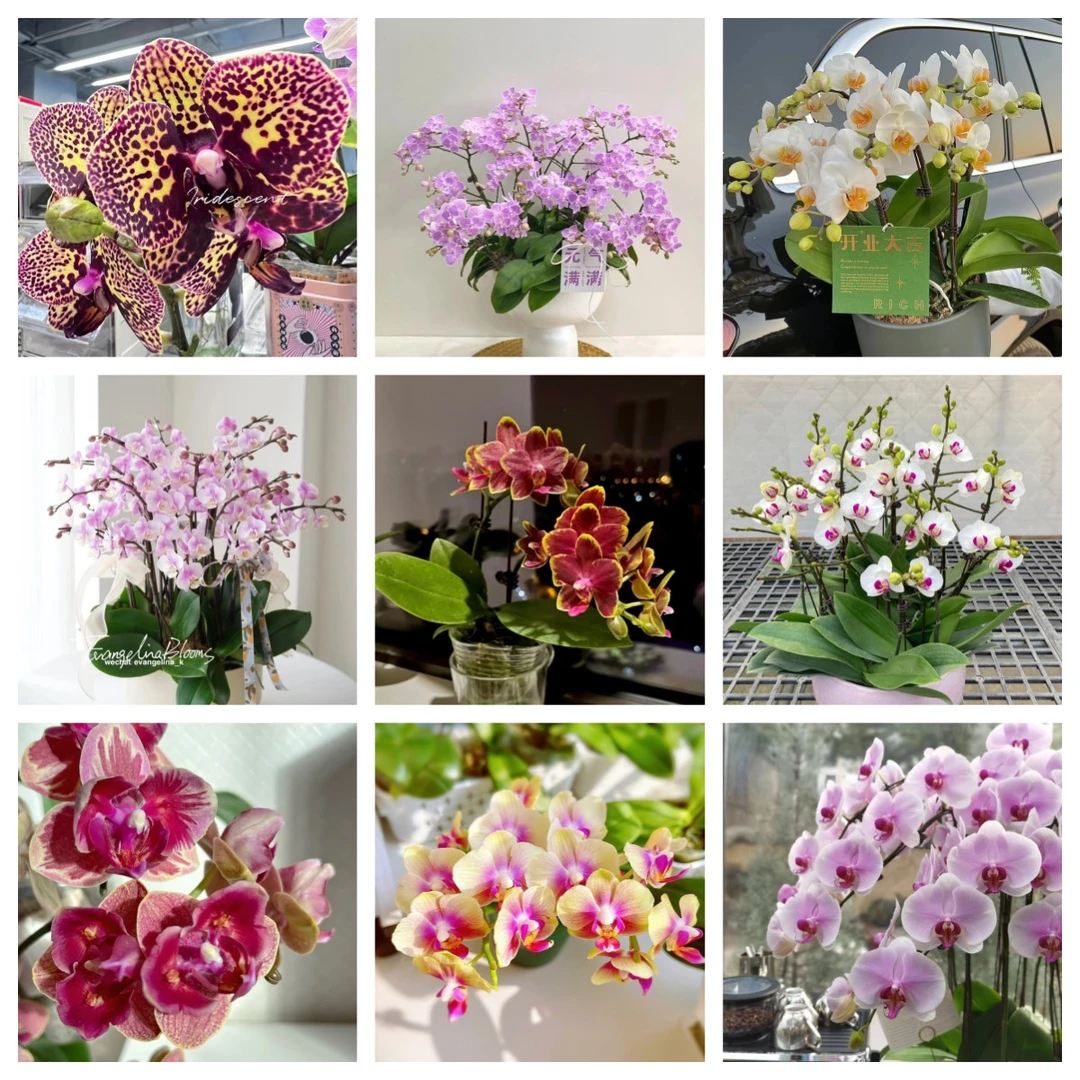 带花剑【盲盒蝴蝶兰】以开花为准  叶片微暇