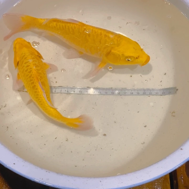 爱***.锦鲤直播间自选，不退不换。