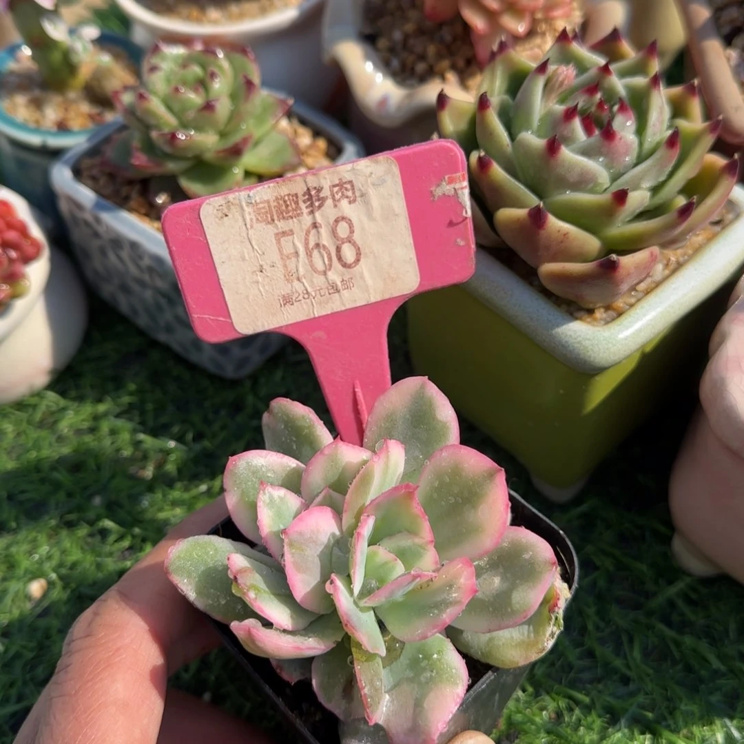 魚多肉植物111111111