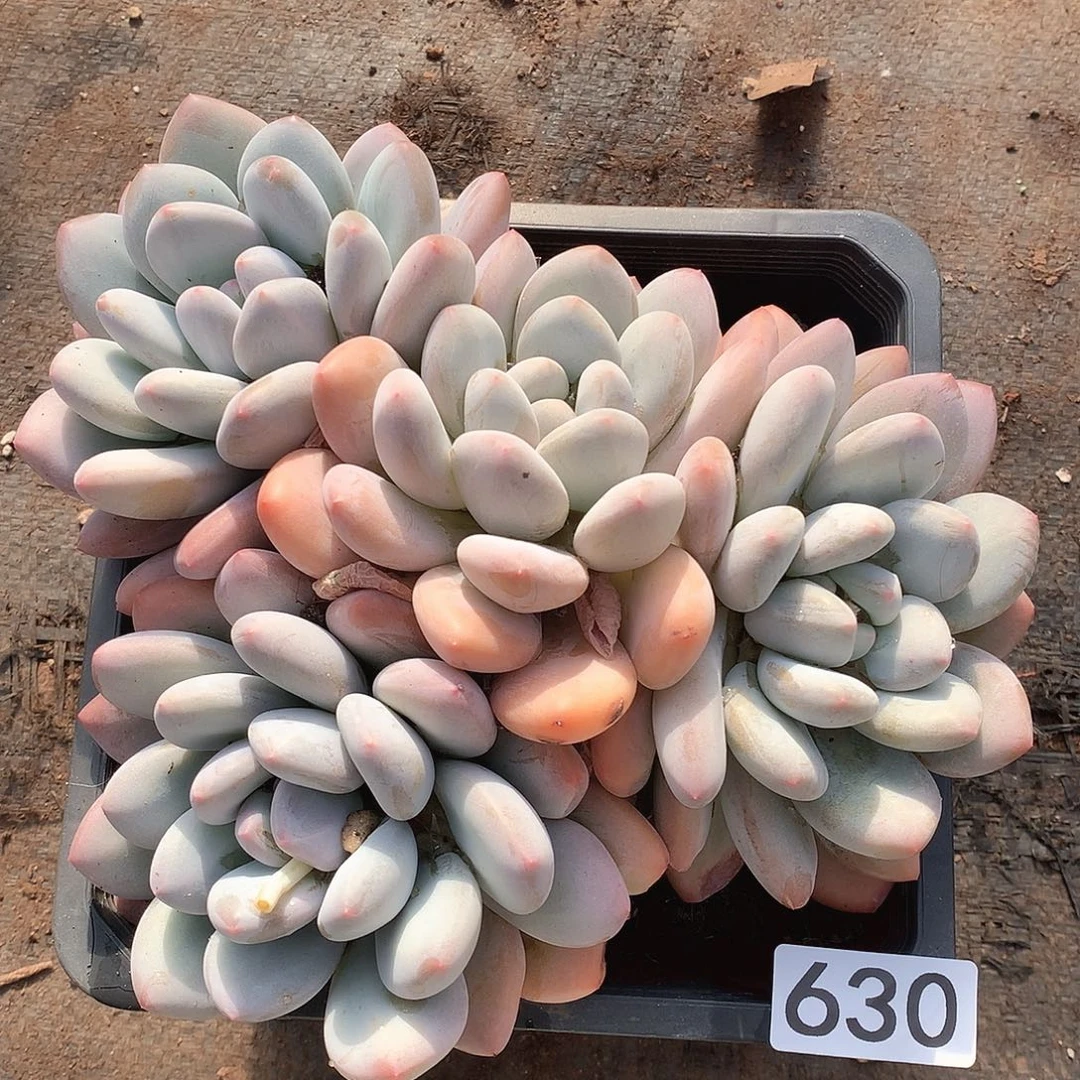 630香水 一物一拍多肉