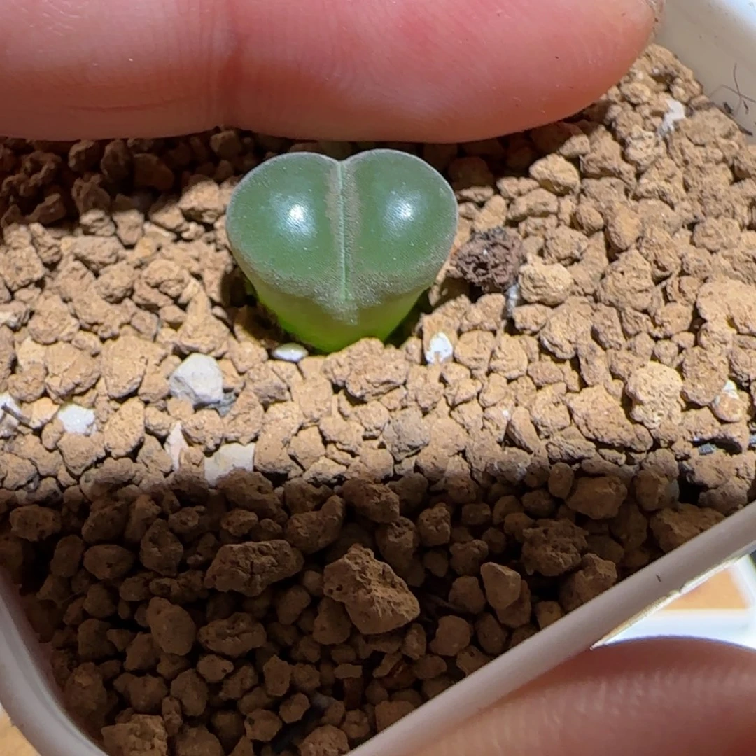 肉锥多肉植物百科-稀有品种风铃1132