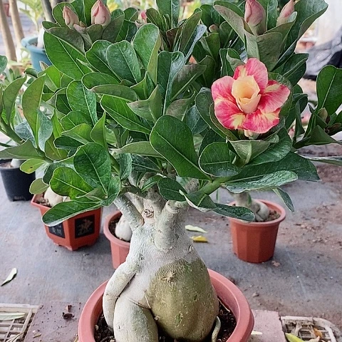 【闪购商品】无花朵云*