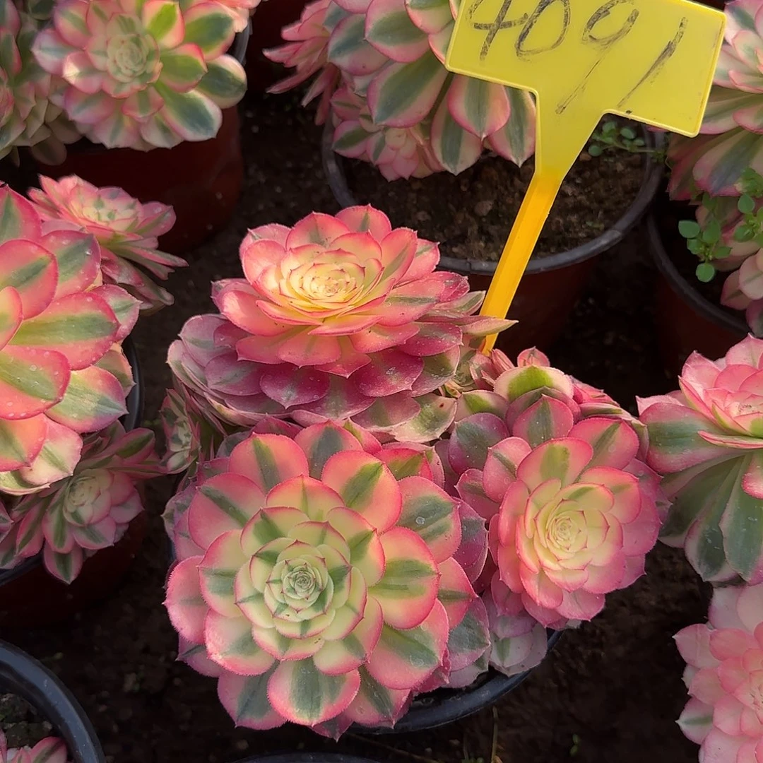 4091--+倾城多头多肉植物