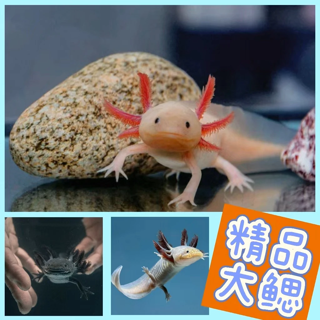 【精品大腮】六角恐龙鱼淡水鱼墨西哥钝口螈观赏鱼蝾螈美西螈恐龙鱼