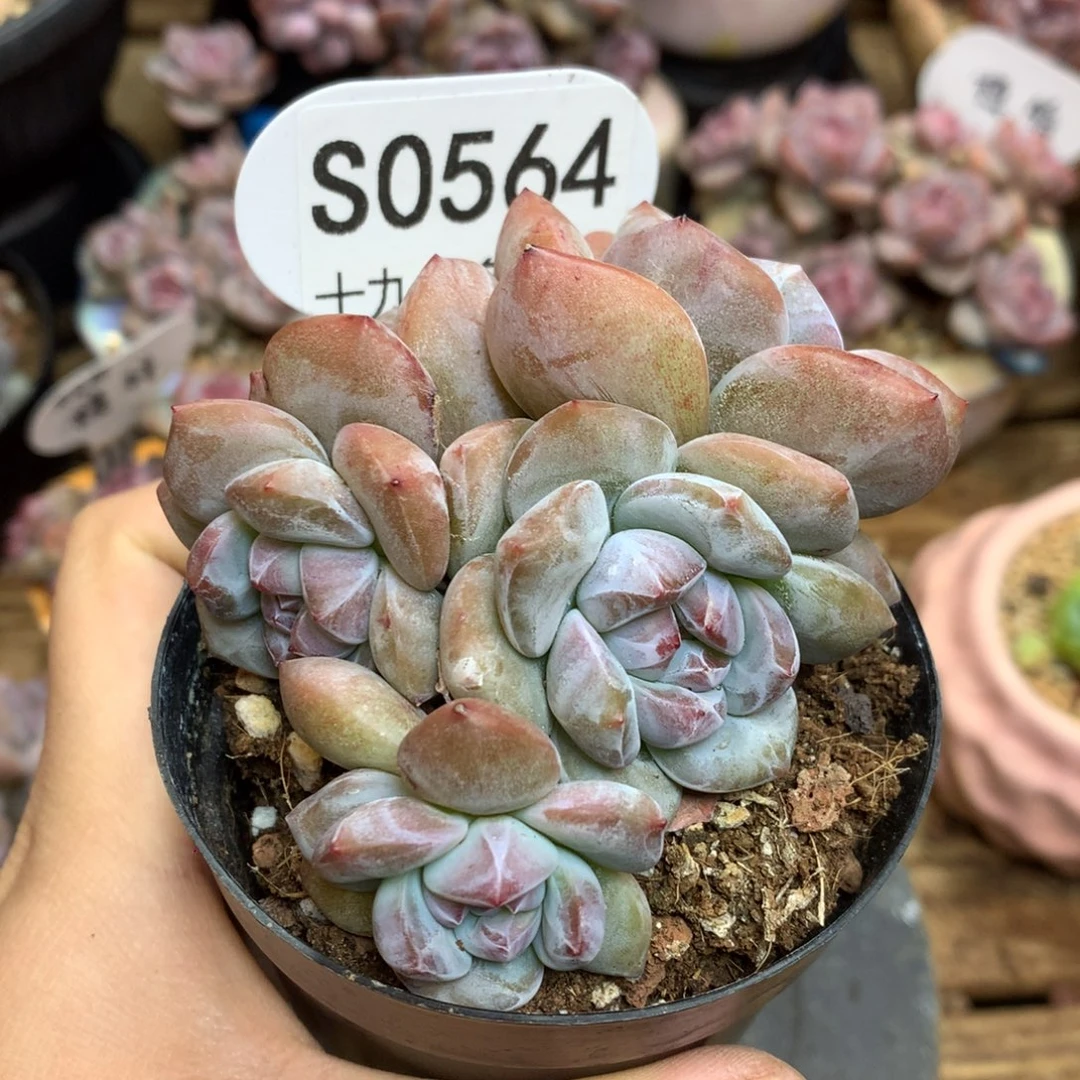 S0544 突尼斯 6头背景同款