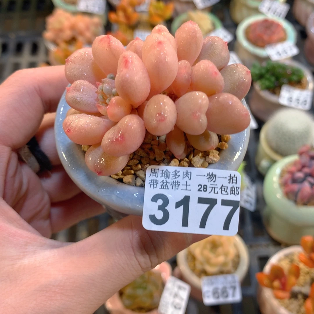 5厘米盆精控多肉3177