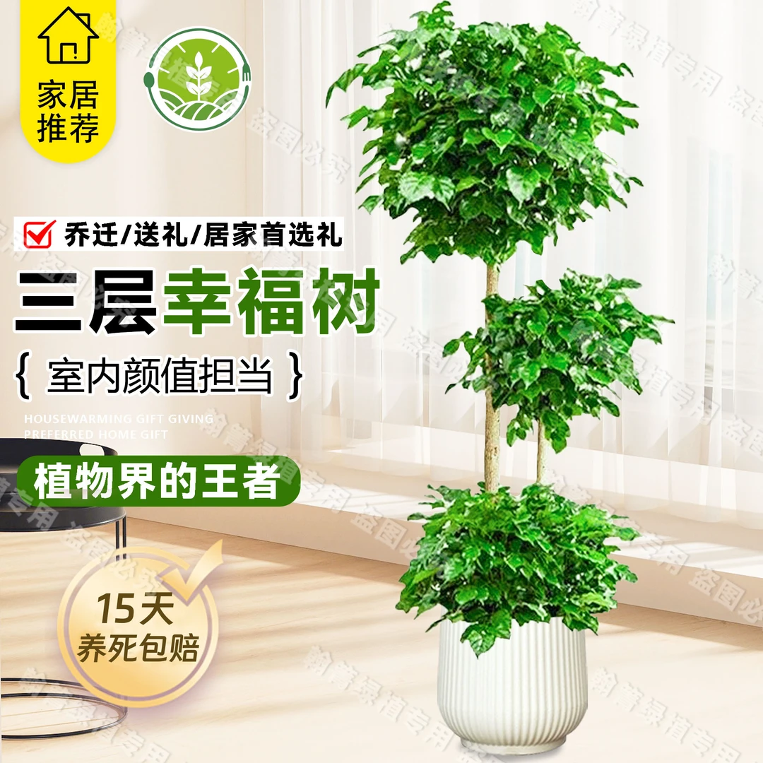 京东包邮1.4-1.6米三层造型老桩幸福树盆栽净化甲醛室内大型绿植