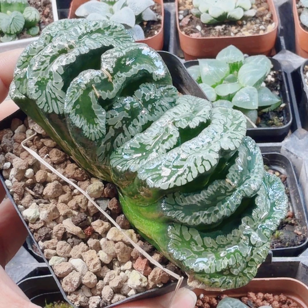 十二卷玄武玉扇母本开播福利