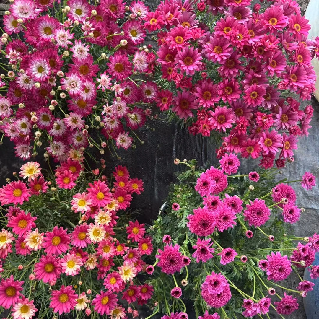 唐【玛格丽特4盆】云南基地直发