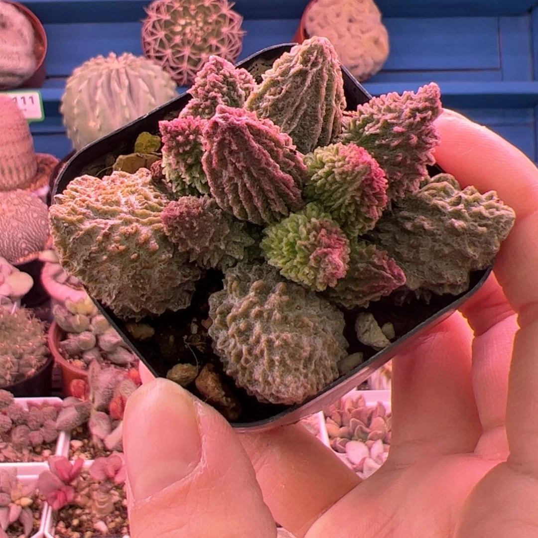 富**方 朱紫玉。