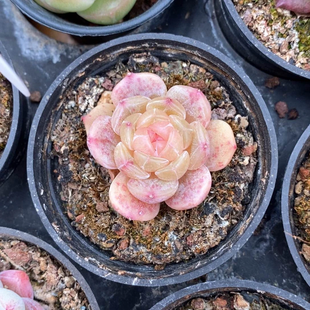 精品多肉一物一板不包整384