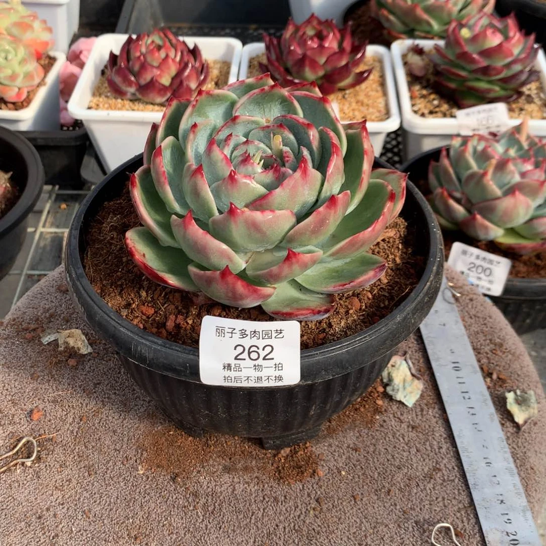262花脸宽叶拉丝外翻。尺寸12。多肉植物