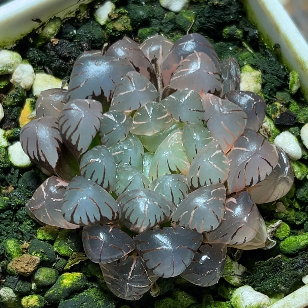 恭喜发财大吉大利0328