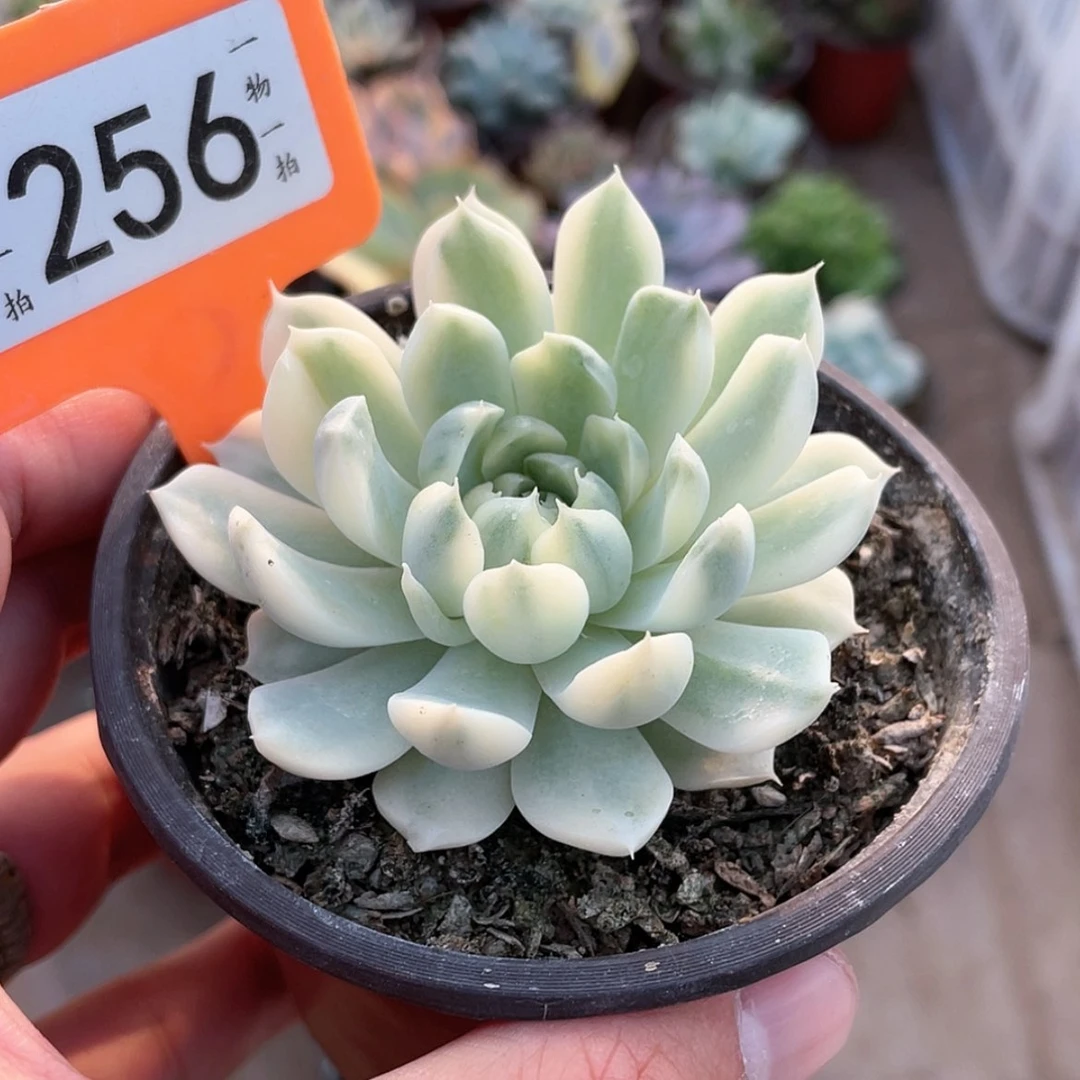 【闪购商品】无花朵家****兽256