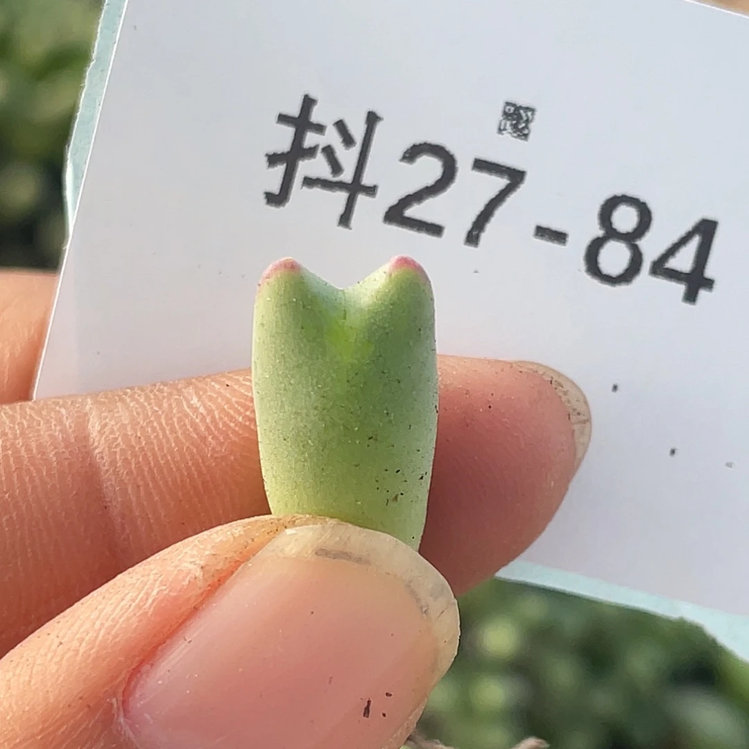 27-84优选毛比卡丘肉锥